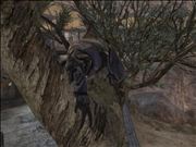 COME TO MY TREEHOUSE