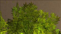 i Smoke this with enjoyment...