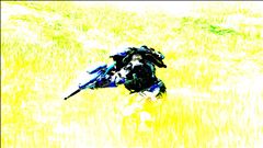 In the fields of gold